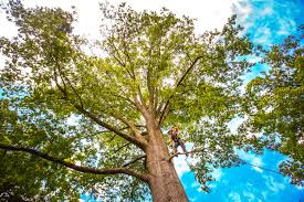 Best Tree Disease Treatment  in Lebanon South, PA