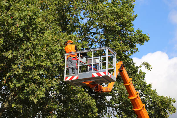 Best Tree Preservation Services  in Lebanon South, PA