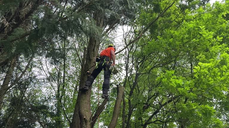 Best Emergency Tree Removal  in Lebanon South, PA