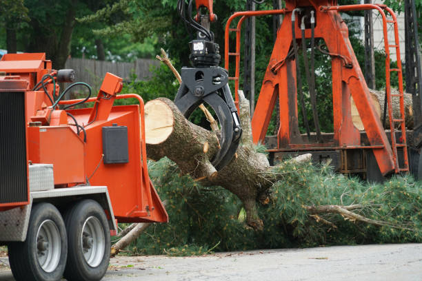 How Our Tree Care Process Works  in  Lebanon South, PA